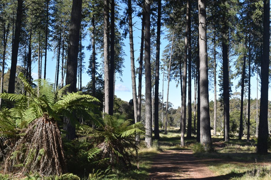 A track through tall pines and tree ferns