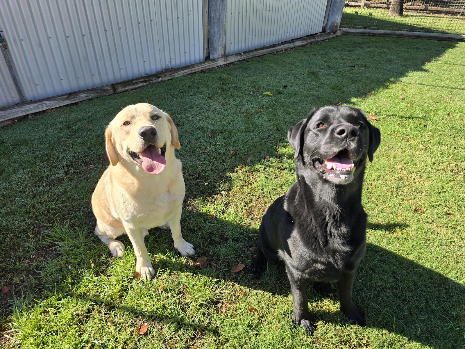 Rufus and Oskar, a black and a tan Labrador, playing together on the grass in a large fenced yard
